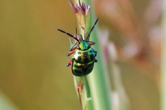 Chrysocoris stollii