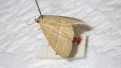 Trisateles emortualis