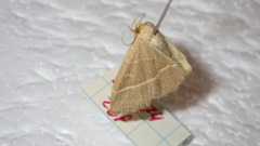 Trisateles emortualis