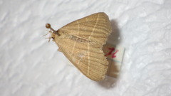 Trisateles emortualis