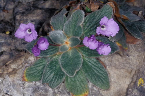 Olympus Violet (Ramonda heldreichii)