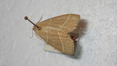 Trisateles emortualis