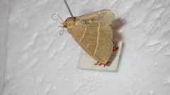 Trisateles emortualis