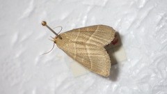 Trisateles emortualis