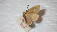 Trisateles emortualis