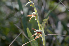 Lyperanthus serratus