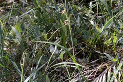 Lyperanthus serratus