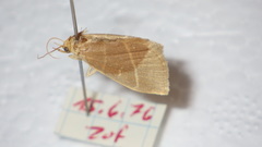 Trisateles emortualis