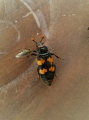 Nicrophorus interruptus