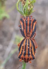 Graphosoma interruptum