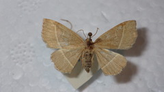 Trisateles emortualis