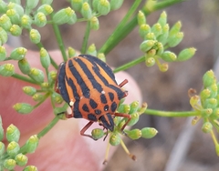 Graphosoma interruptum