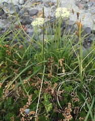 Ligusticum grayi