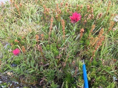 Castilleja parviflora oreopola