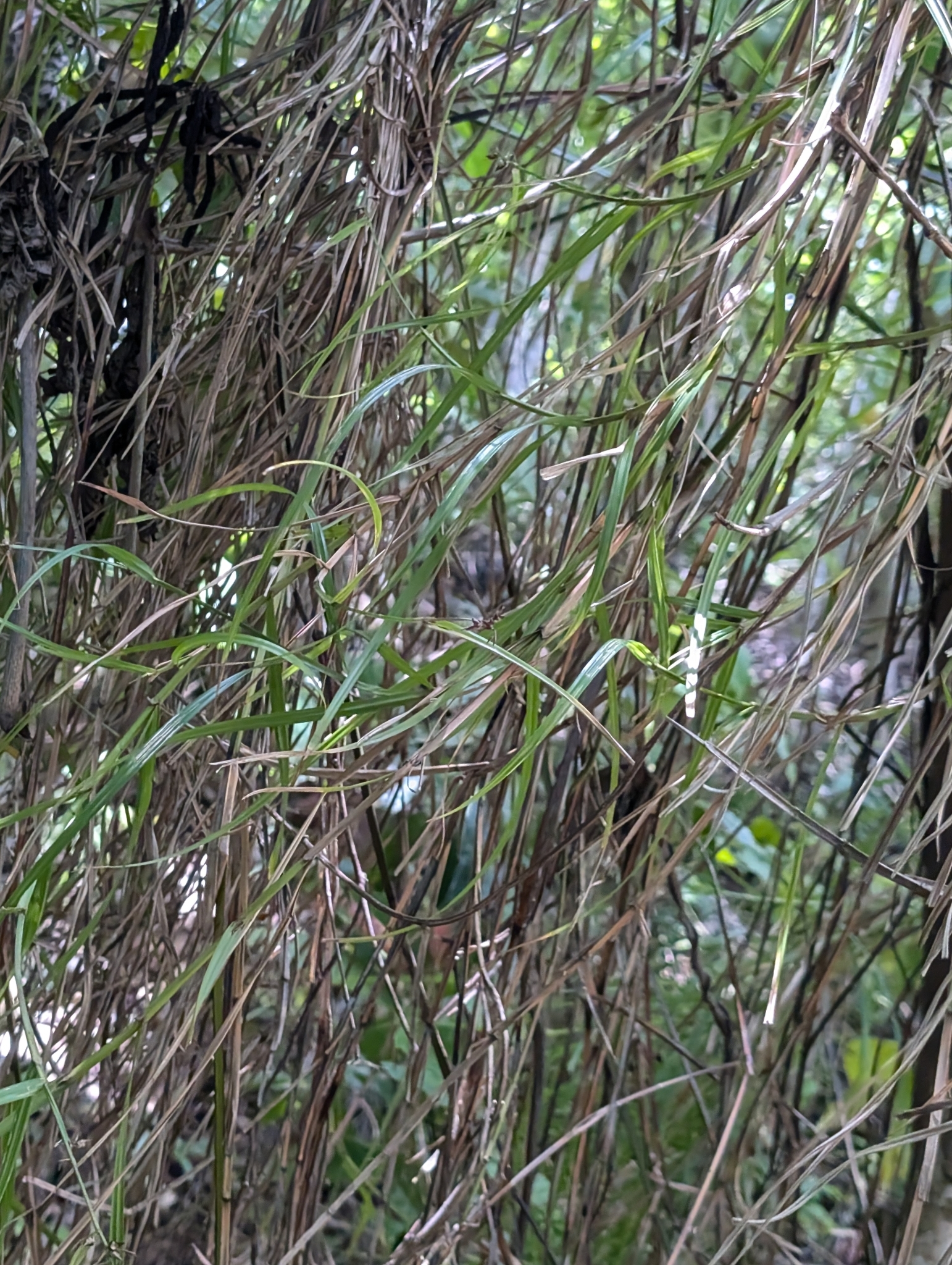 Imagem de Cipó-de-fogo
