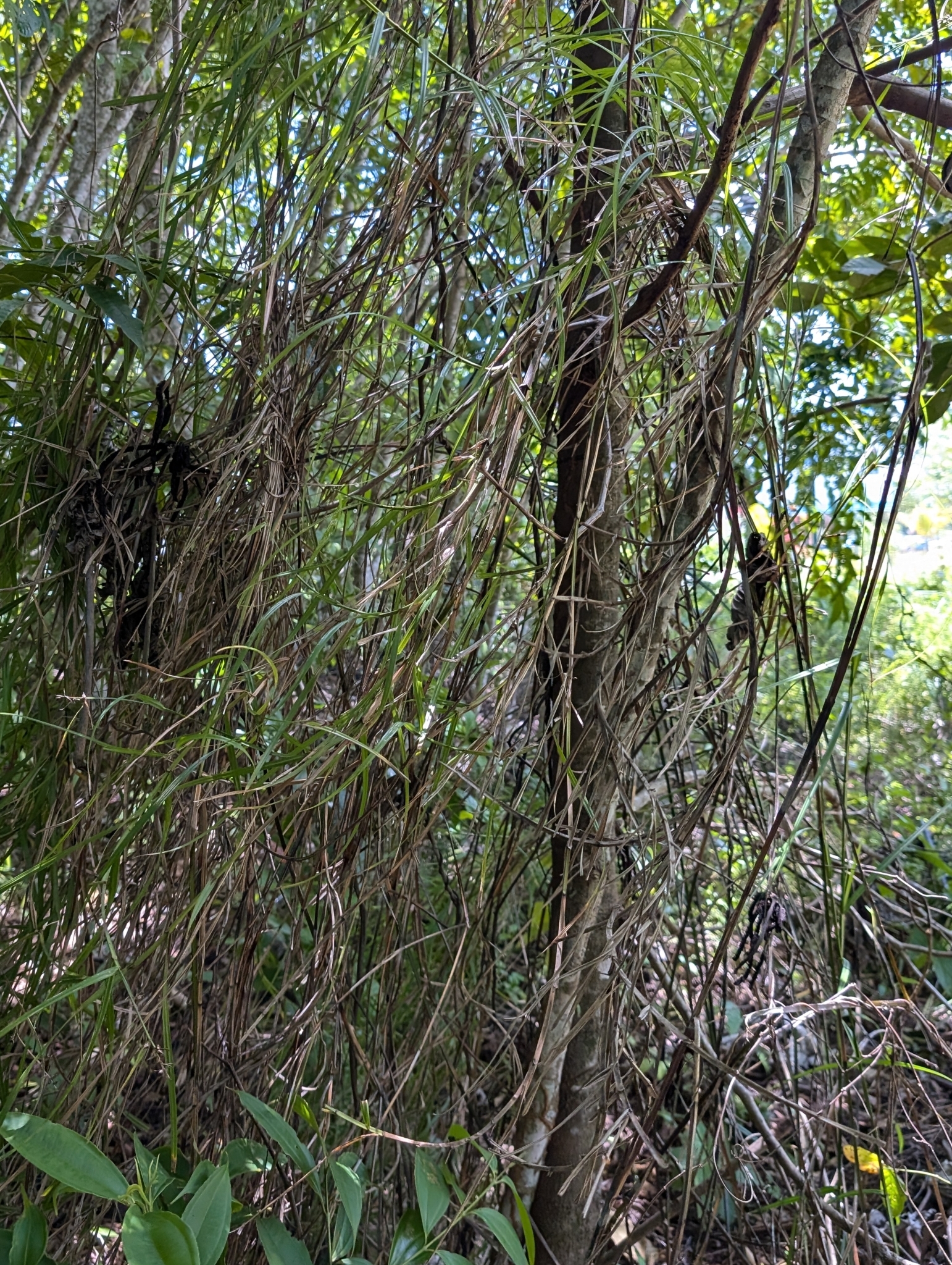 Imagem de Cipó-de-fogo