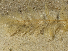 Hydrallmania falcata