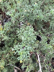 Artemisia campestris maritima
