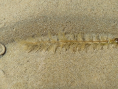 Hydrallmania falcata