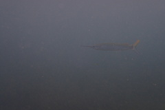 Hemiramphus brasiliensis