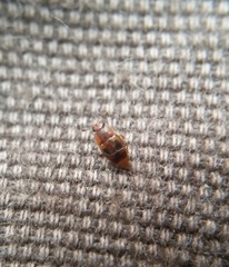 Epuraea ocularis