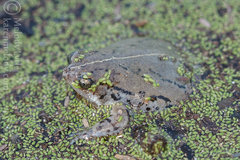 Hypopachus variolosus