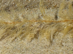 Hydrallmania falcata