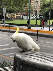 Cacatua galerita