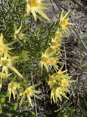 Leucadendron xanthoconus