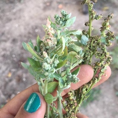 Chenopodium vulvaria