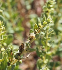 Ophraella communa