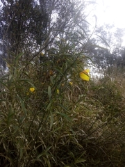 Hibiscus divaricatus
