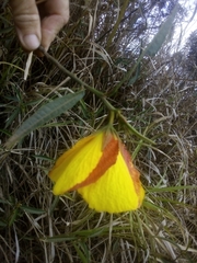 Hibiscus divaricatus