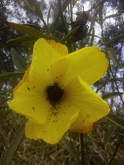Hibiscus divaricatus
