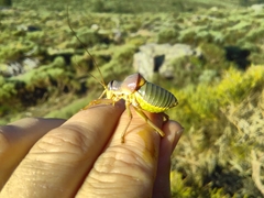 Ephippiger diurnus cunii