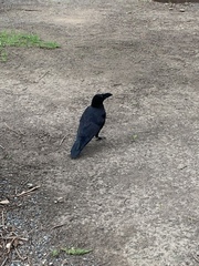 Corvus macrorhynchos