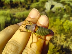 Ephippiger diurnus cunii