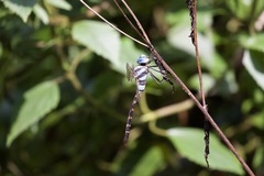Anax immaculifrons