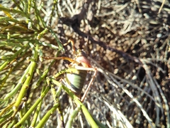 Ephippiger diurnus cunii