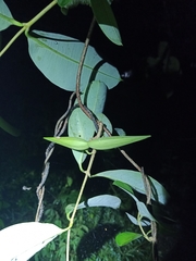 Cryptolepis buchananii