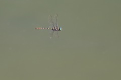 Epophthalmia frontalis