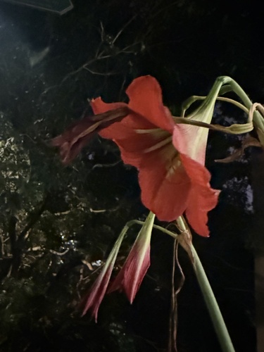 Foto de Açucena