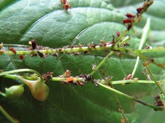 Impatientinum asiaticum
