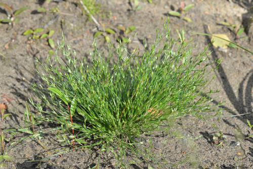 Juncus bufonius