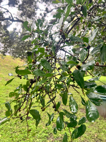 Foto de Figueira