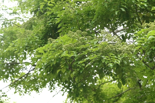 fragrant rosewood (Dalbergia odorifera)