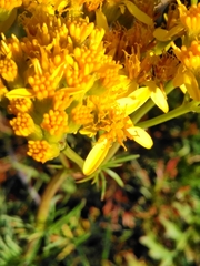Jacobaea adonidifolia