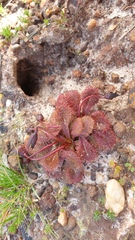 Drosera whittakeri