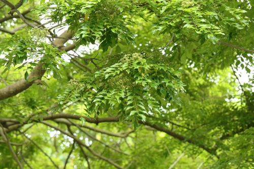 Dalbergia odorifera, photograph 2