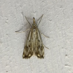 Catoptria falsella
